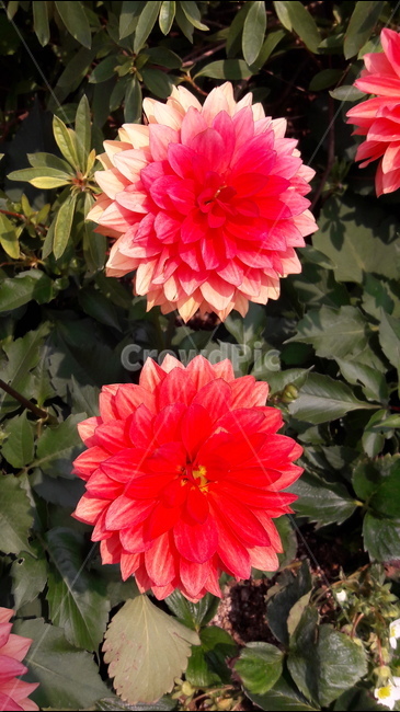 꽃,빨강,초록,흰색,고양국제꽃박람회,식물,자연,plants,nature,꽃,flower