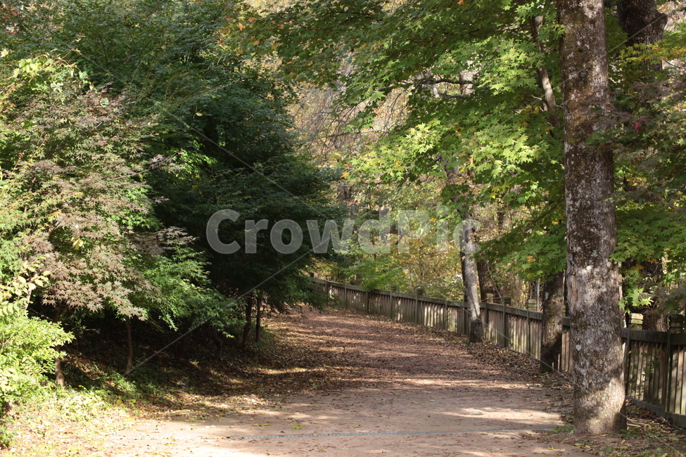 tree,나무,plant,식물,outdoors,옥외,garden,정원,시골길,숲길,전나무,자연,풍경,nature,landscape