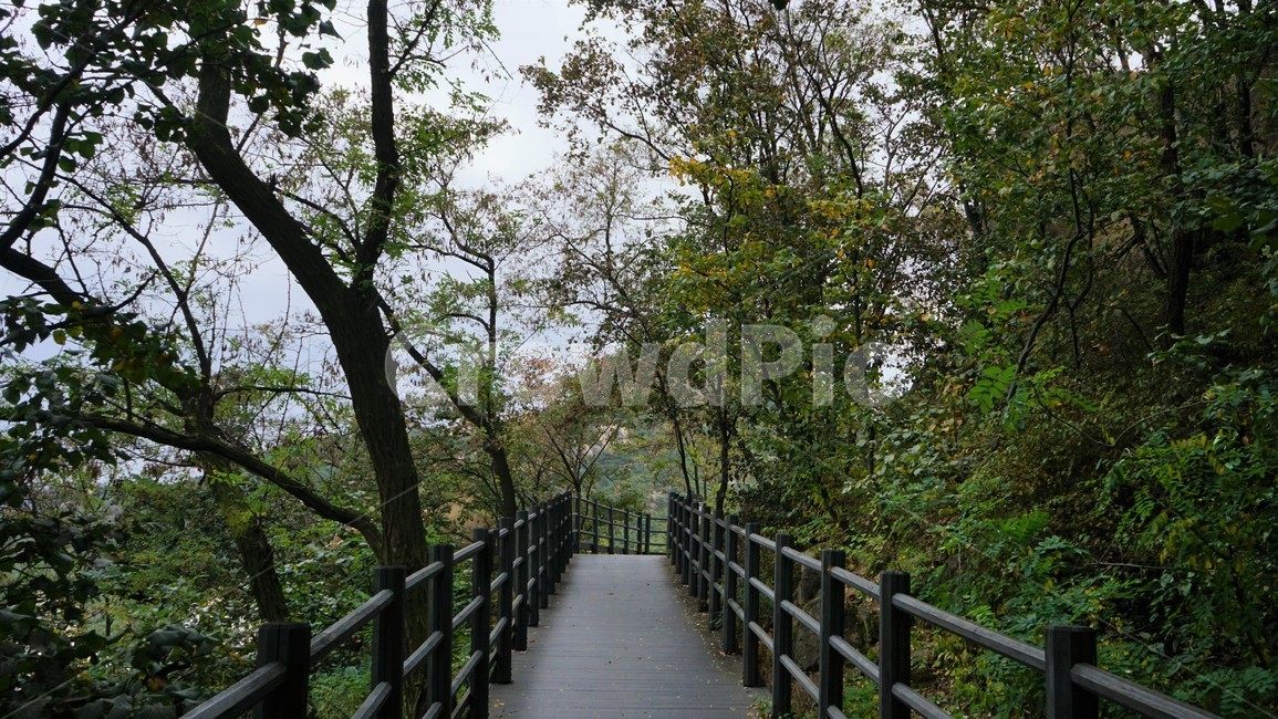 산,나무,숲,자연,녹새,하늘,파란,가을,mountain,trees,forest,안산,자락길,trail,relaxation,healing,cool,forestbathing,freshness,자연,풍경,nature,landscape,bridge,다리,boardwalk,산책로,building,건물,railing,난간,banister,handrail