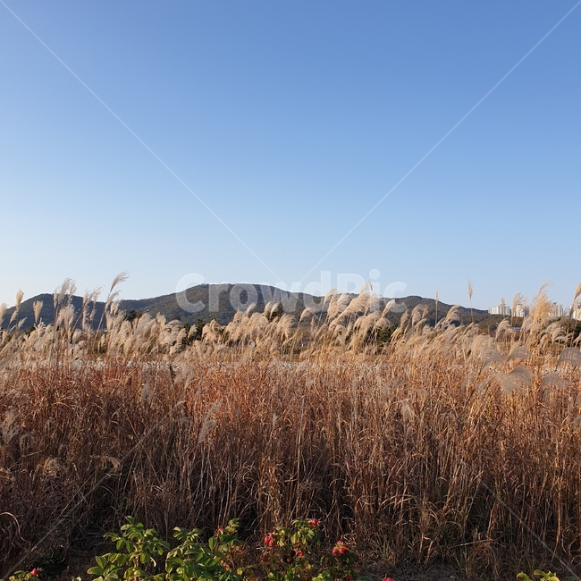 plant,식물,갈대,가을,산,하늘,풍경,갈대밭