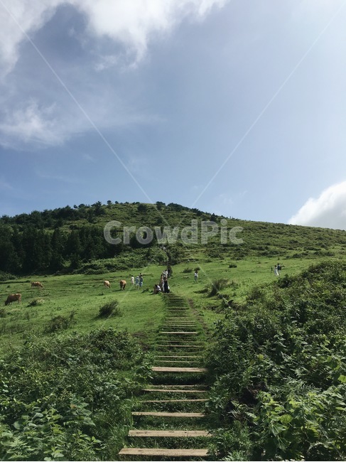 제주도,목초지,grassland,field,들,outdoors,옥외,nature,자연,jejudo,jeju