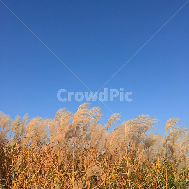 가을,갈대,plant,식물,잔디,grass,reed
