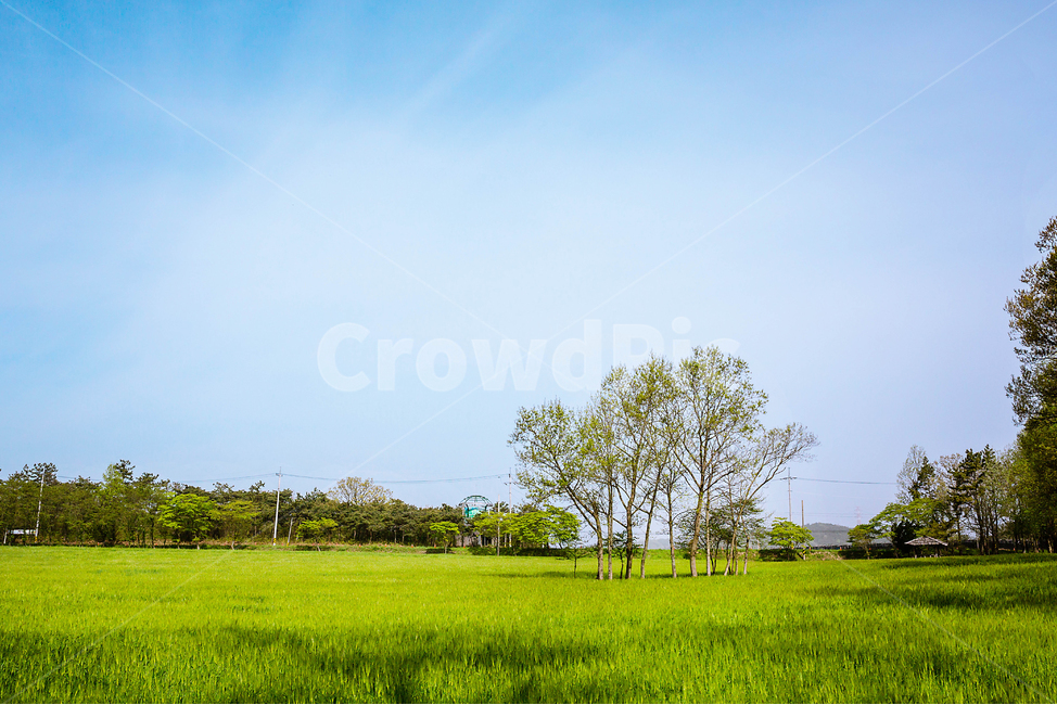 유채꽃,청보리,학원농장,고창,야외,자연,풍경,nature,landscape,outdoors,옥외,grassland,목초지,field,들,rural,농촌,farm,농장