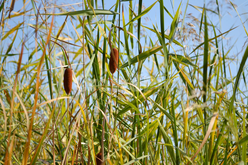 부들,골풀,풀,식물,자연,bulrush,grass,wildlife,식물,자연,plants,nature
