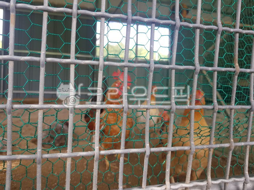닭,chickens,닭장,철조망,철망,cock