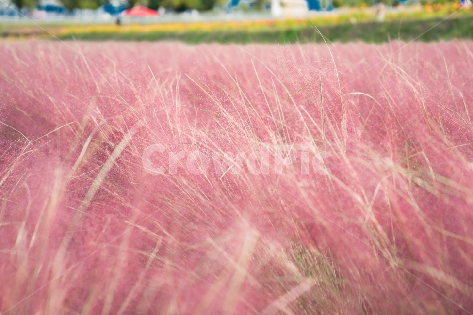 핑크뮬리,뮬리,핑크색,핑크,자연,식물,초원,flower,가을,계절,fall,autumn,season,식물,자연,plants,nature,감성,sensible,feeling