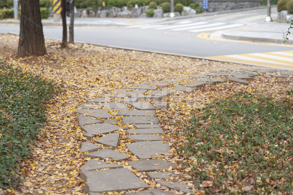 가을,풍경,감성,쓸쓸함,길,가을길,낙엽,가을,계절,fall,autumn,season