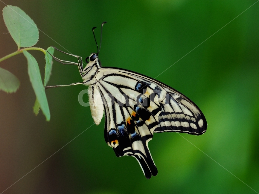 호랑나비,호랑나비과,한국의나비,곤충,아름다운나비,동물,animal,곤충,벌레,insect,bug