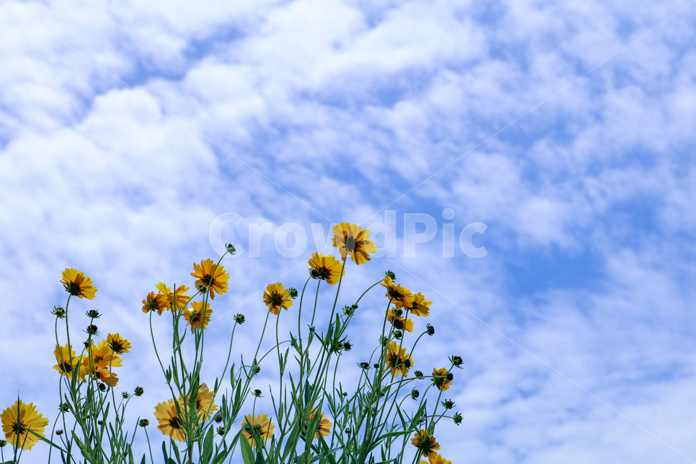 하늘과꽃,꽃,하늘,배경,구름,skyflower,flower,sky,background,cloud,자연,풍경,nature,landscape,식물,plants,꽃,flower,field,들,outdoors,옥외,grassland,목초지
