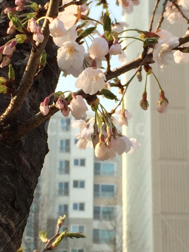 봄,벚꽃,봄꽃,개화,벚나무,꽃,봄,계절,spring,season,식물,자연,plants,nature,꽃,flower,나무,trees,wood,plant