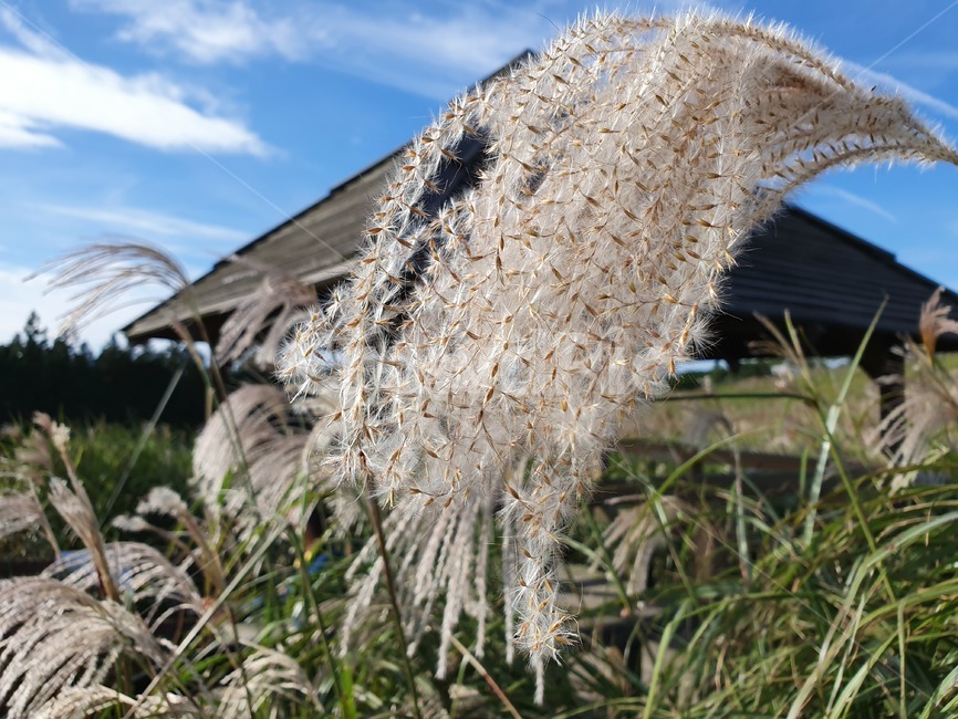 plant,식물,grass,잔디,억새,가을,제주도,산굼부리