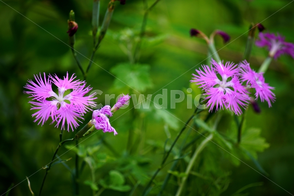 패랭이꽃,이미지,초록,봄,감성,식물,자연,plants,nature,꽃,flower