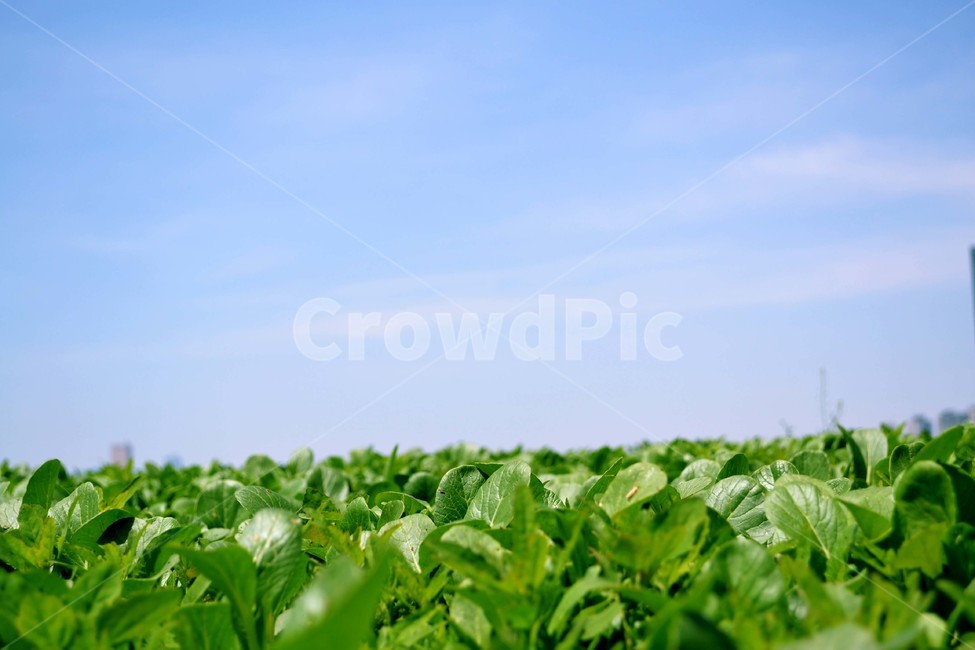 초원,하늘,필름,자연,산책,자연,풍경,nature,landscape,식물,plants,leaf,잎,plant