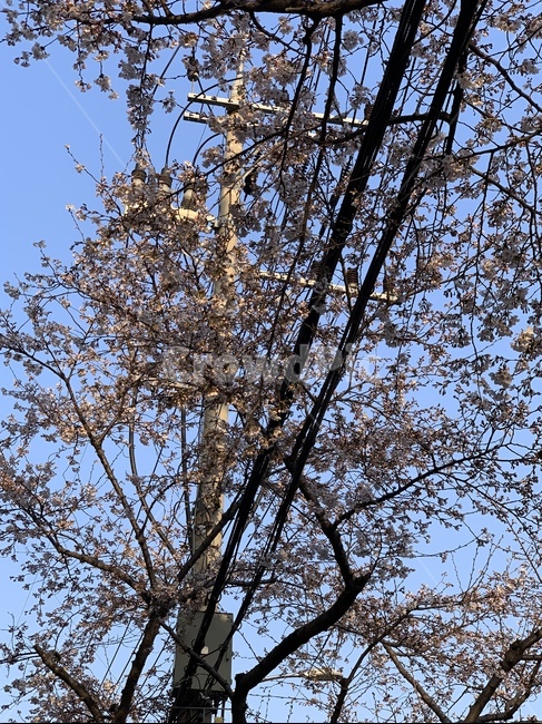 벚꽃,도심,전봇대,전깃줄,꽃