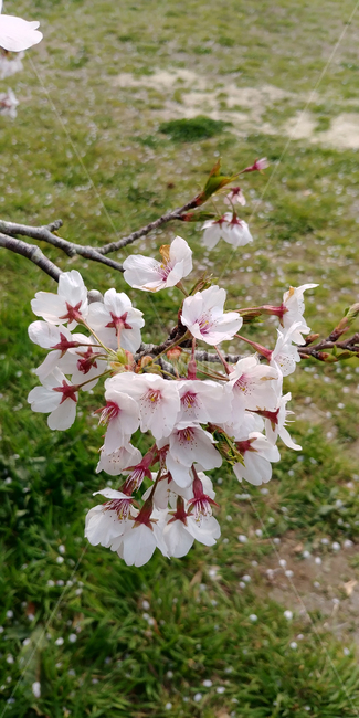 벚꽃,봄,봄꽃,꽃,꽃나무,벚꽃나무,봄,계절,spring,season,식물,자연,plants,nature,꽃,flower,plant,blossom