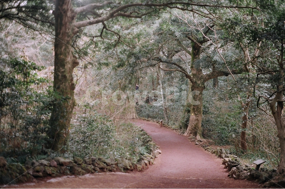 제주도,jejudo,비자림,숲,forest,나무,tree,길,road,자연,겨울,자연,풍경,nature,landscape,식물,plants,나무,trees,wood,감성,sensible,feeling,plant,tree trunk,나무 줄기