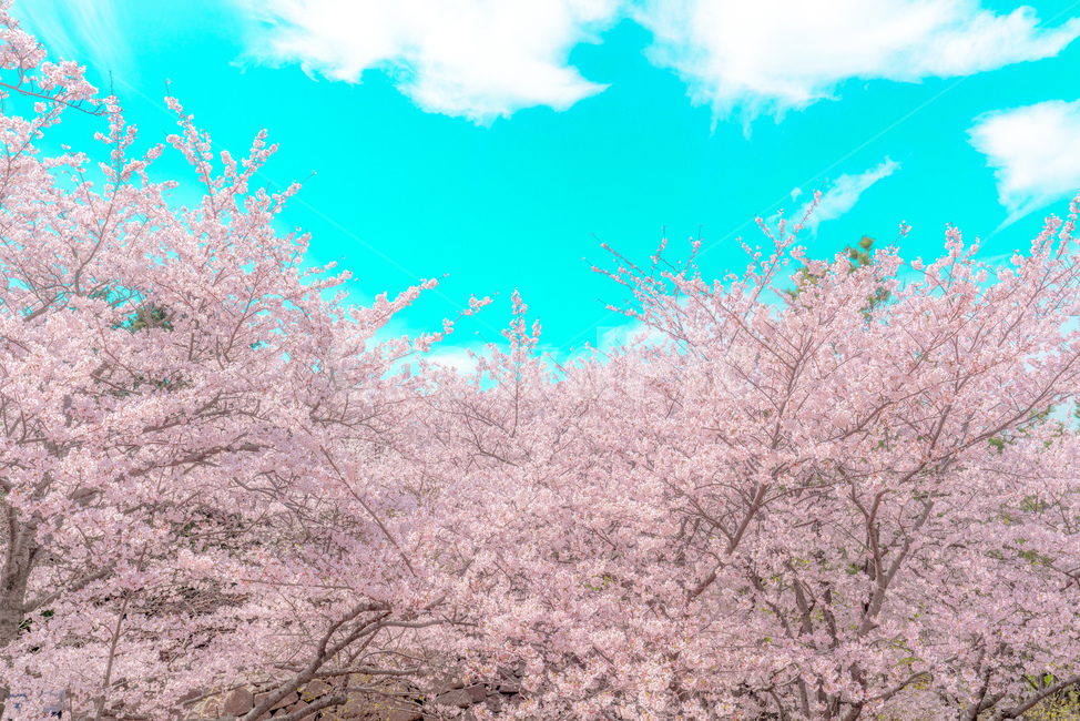 cherryblossom,cherry,background,season,pink,natural,nature,blossom,plant,beautiful,flower,spring,tree,bloom,fullbloom,벚꽃,버찌,벚나무,배경,벚꽃시즌,분홍,핑크,자연,식물,아름다움,꽃,봄,나무,만개,unrealistic,animation,distinctive,mood,비현실적인,애니메이션,독특한,분위기,sky,skybackground,하늘,하늘배경,pastelcolor,fairytale,파스텔톤,동화,봄,계절,spring,season