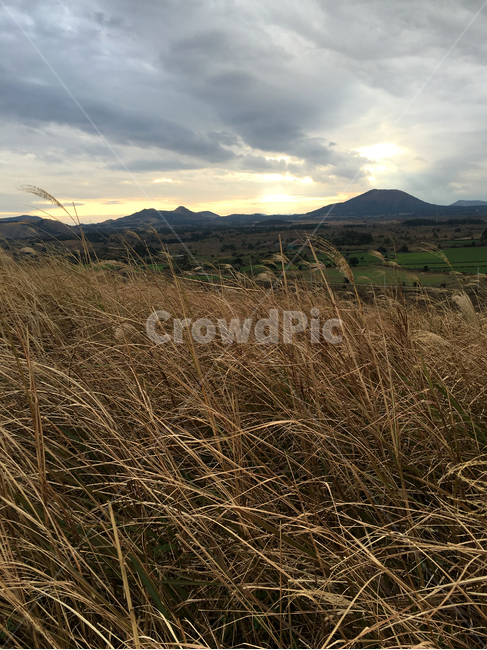 제주,갈대,갈대밭,풍경,가을,쓸쓸한,자연,fieldofreeds,reed,fall,autumn,jejuisland,sensitive,landscape,자연,풍경,nature,landscape,plant,식물