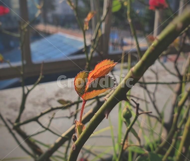 식물,잎,나뭇잎,잎사귀,초록,단풍,가을,장미,장미잎,식물,자연,plants,nature