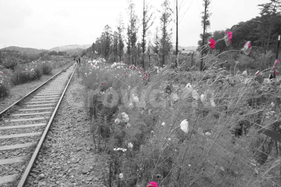 철길,흑백사진,가을,철로,길,가을,계절,fall,autumn,season,교통,교통수단,traffic,transportation,흑백,모노톤,monochrome,black and white,train track,기찻길,rail,레일,railway,철도