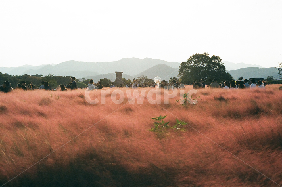 핑크뮬리,꽃,꽃밭,flower,flowers,핑크,색감,색,식물,plants,첨성대,경주,문화재,한국,신라,한국전통,한국문화,koreantraditional,koreanculture,랜드마크,landmark,관광,관광지,가을,계절,fall,autumn,season,자연,풍경,nature,landscape,감성,감성사진,빈티지,아날로그,필름,필름사진,필름카메라,film,filmcamera,sensible,feeling
