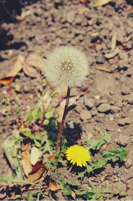 민들레,민들레씨,노랑,꽃,flower,dandelion,씨,씨앗,식물,자연,plants,nature,꽃,flower,감성,sensible,feeling