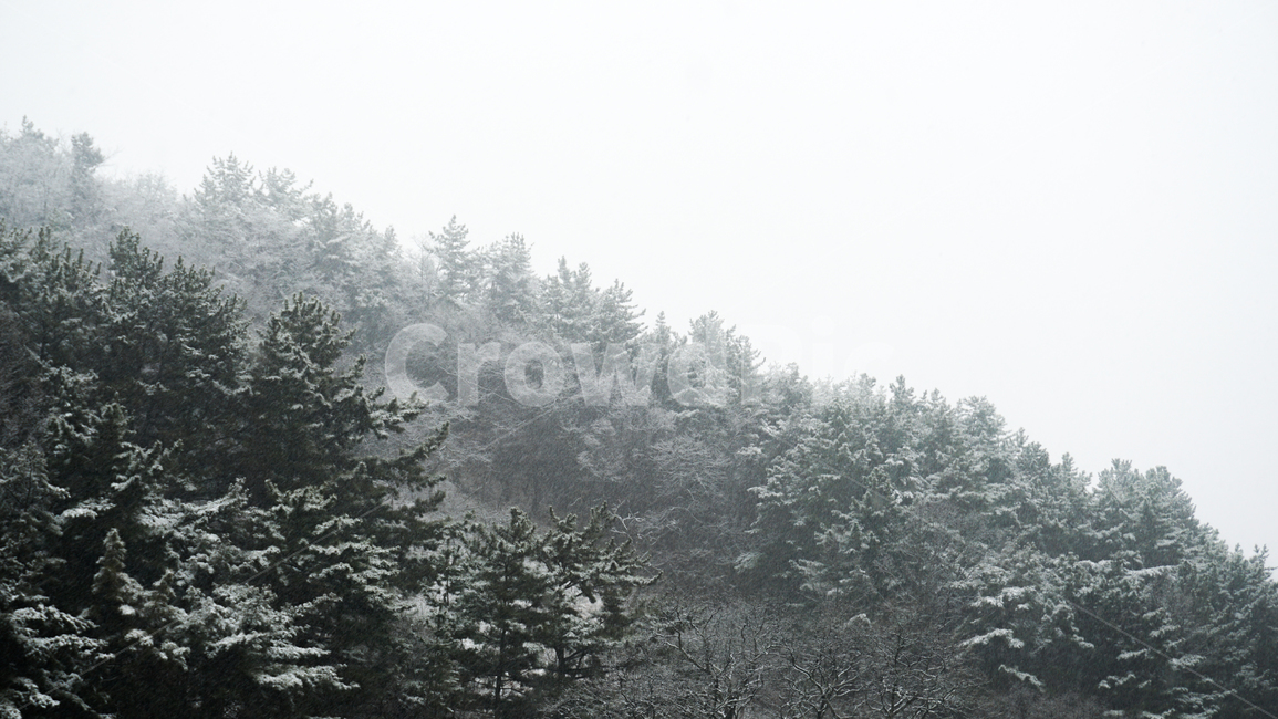 나무,숲,산,겨울,눈,설산,tree,nature,식물,plant,자연,winter,mountain,snow,겨울,계절,winter,season,식물,자연,plants,nature,나무,trees,wood
