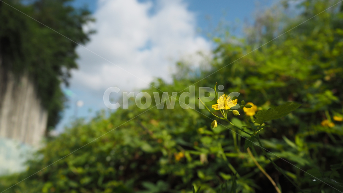 자연,날씨,옥외,구름,하늘,nature,weather,outdoors,cloud,sky,식물,plant,식물,자연,plants,nature,꽃,flower