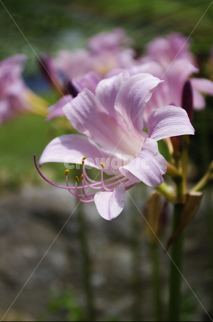 상사화,꽃,flower,식물,plant,자연,nature