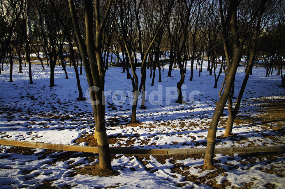 숲,나무,식물,plant,자연,nature,겨울,winter,풍경,설경,눈,겨울,계절,winter,season,자연,풍경,nature,landscape,tree