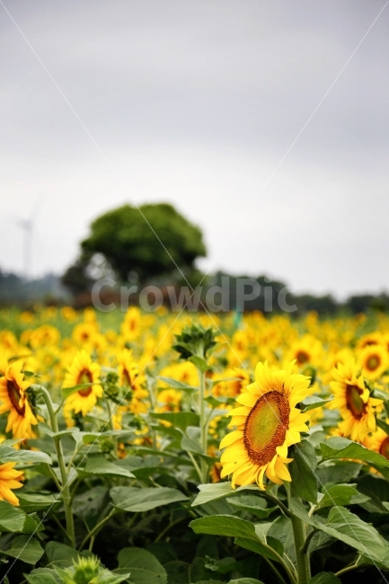 해바라기,예쁜꽃,하늘,여름꽃,노란꽃,여름,계절,summer,season,식물,자연,plants,nature,꽃,flower,plant,blossom