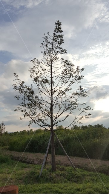 가을오후,나무,tree,산책,여유로움,자연,풍경,nature,landscape,plant,식물,tree trunk,나무 줄기