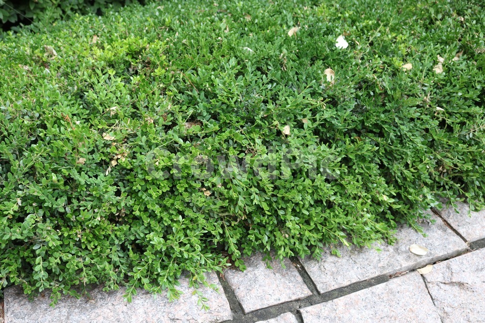 식물,초록,돌,plants,green,stone,shokubutsu,midori,ishi,식물,자연,plants,nature