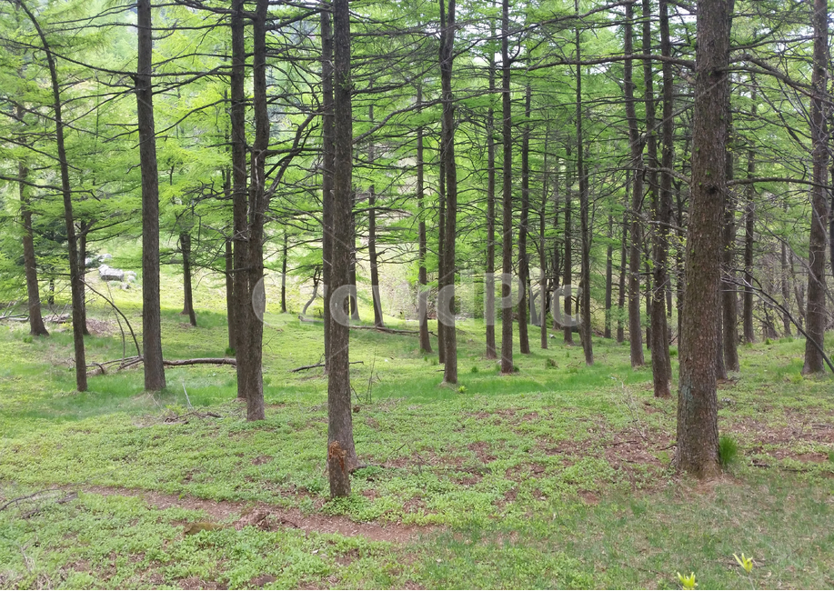 자연풍경,나무,숲,산림욕,한국,자연,풍경,nature,landscape,식물,plants,나무,trees,wood,tree,woodland,삼림지,outdoors,옥외,land,땅,vegetation,초목,plant,forest,grove,작은 숲