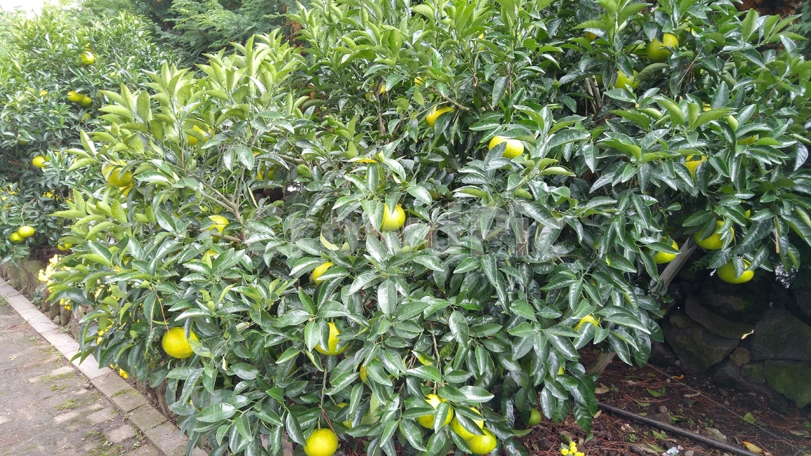 제주,제주도,박람회,길,도로,귤,human,인간,person,사람,ground,바닥,fruit,과일,plant,식물,food,음식,produce,감귤류과일,citrusfruit,grapefruit,그레이프프루트