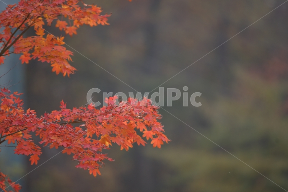 단풍,가을,여행,나무,풍경,maple,fall,trip,tree,botanical,가을,계절,fall,autumn,season,식물,자연,plants,nature,plant,leaf,잎