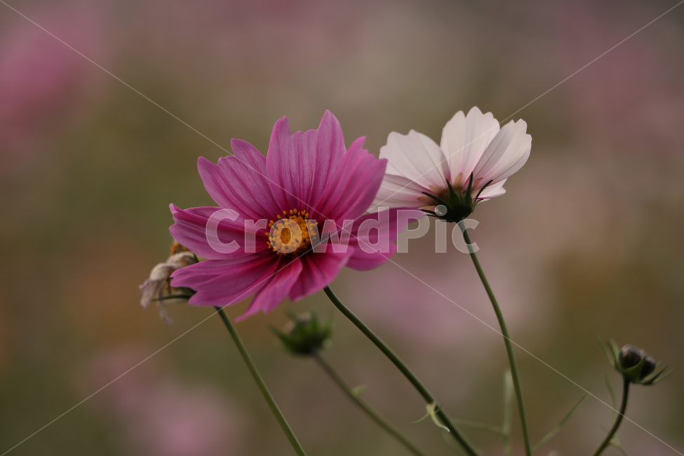 코스모스,줄기,봉우리,가을,빨강,하얀,가을,계절,fall,autumn,season,식물,자연,plants,nature,꽃,flower,plant,daisy,데이지,blossom,daisies