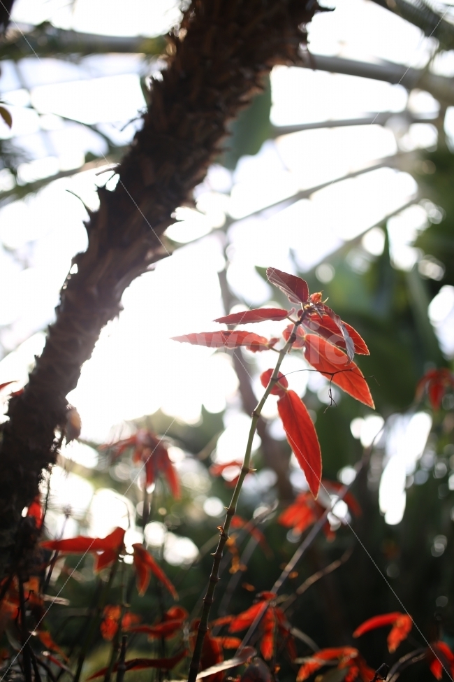 역광,식물,꽃,수목원,자연,식물,자연,plants,nature