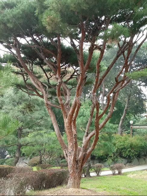 소나무,적송,식물,나무줄기,tree,treetrunk,plant,식물,자연,plants,nature,나무,trees,wood