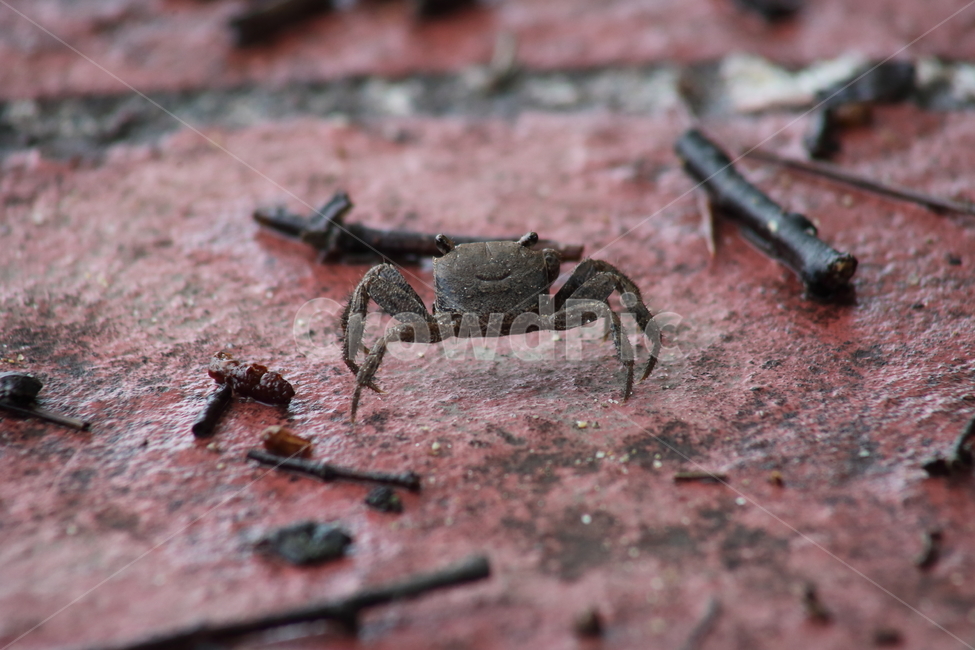 게,절지동물,동물,갑각류,crab