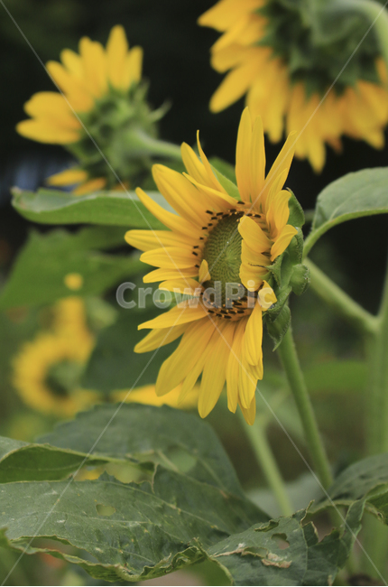 plant,식물,flower,꽃,blossom,해바라기,sunflower,노란,초록,노랑,파랑,파란,yellow,green,blue,식물,자연,plants,nature,꽃,flower