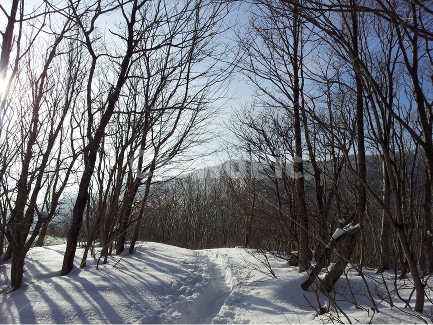 겨울,눈,계절,하늘,나무,겨울,계절,winter,season,자연,풍경,nature,landscape,식물,plants,나무,trees,wood,plant,tree,outdoors,옥외