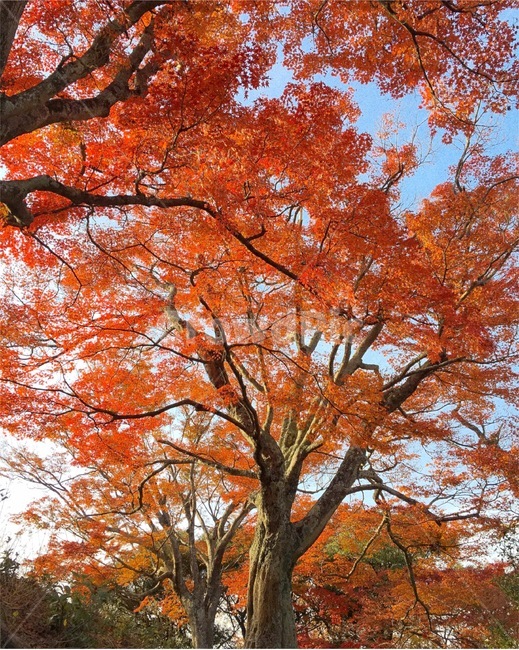 tree,나무,식물,maple,단풍,단풍나무,가을,홍엽,주황색,다홍색,자연,plant,가을,계절,fall,autumn,season,식물,자연,plants,nature,나무,trees,wood