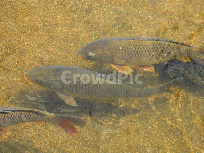 강,호수,물,물고기,생선,동물,animal,어류,물고기,fish