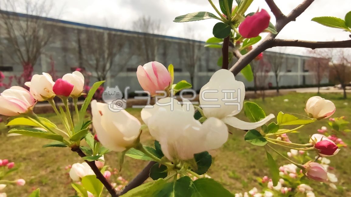 꽃사과,꽃사과나무,사과꽃,malusprunifolia,벚잎꽃사과,돌사과,plant,식물,blossom,flower,꽃
