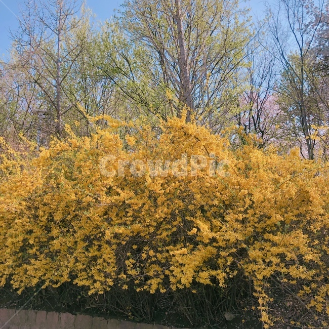 봄,봄꽃,맑은하늘,개나리,spring,sky,cloud,노란색