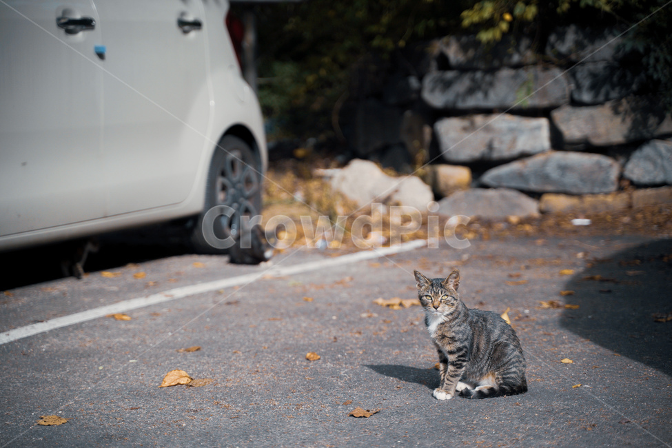 고양이,아기고양이,길고양이,아기,cat,동물,동물,animal,포유류,mammal,고양이,cat,kitten,kitty
