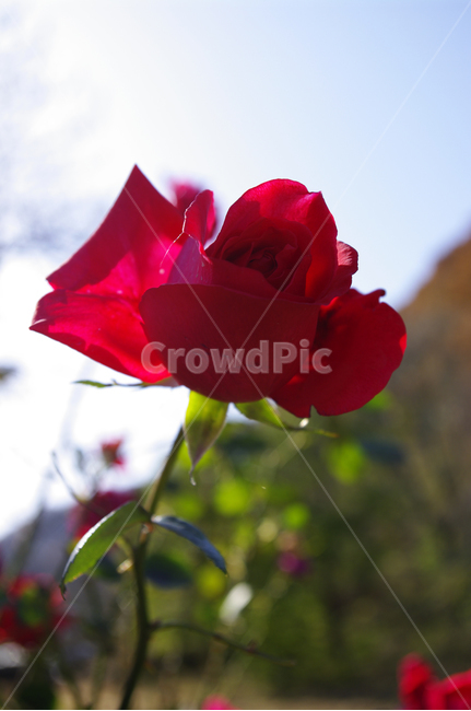식물,plant,꽃,flower,장미,식물,자연,plants,nature,꽃,flower