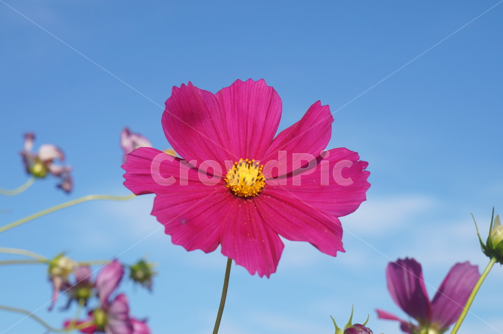 코스모스,cosmos,꽃,flower,plant,식물,식물,자연,plants,nature,꽃,flower