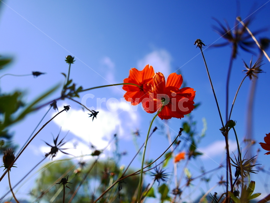 코스모스,가을,가을하늘,autumn,cosmos,sky,bluesky,식물,자연,plants,nature,꽃,flower